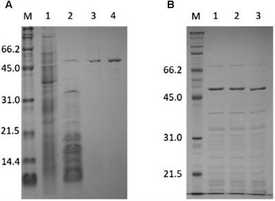 A Novel PLP-Dependent Alanine/Serine Racemase From the Hyperthermophilic Archaeon Pyrococcus horikoshii OT-3